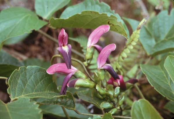 awikiwiki.jpgborder=0