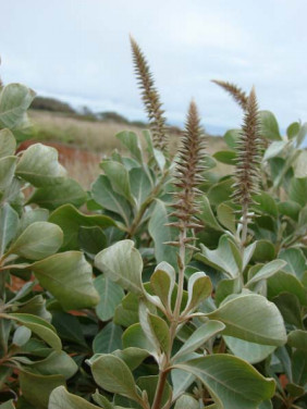 ewahinahina.jpgborder=0