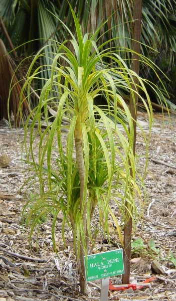 hala_pepe.jpgborder=0