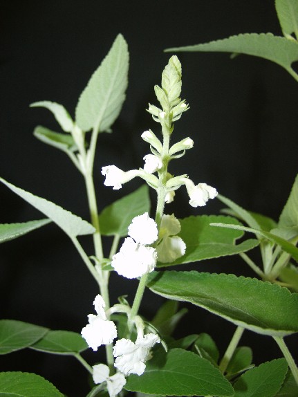 honohono2.jpgborder=0