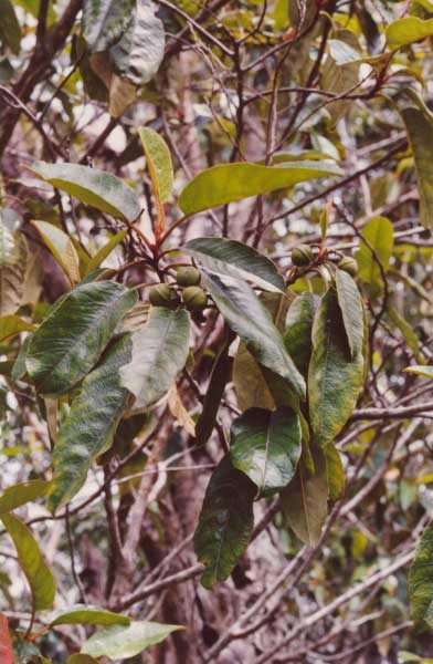 kauila_A.jpgborder=0