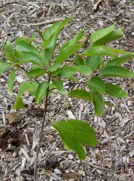 kauila_C.jpgborder=0