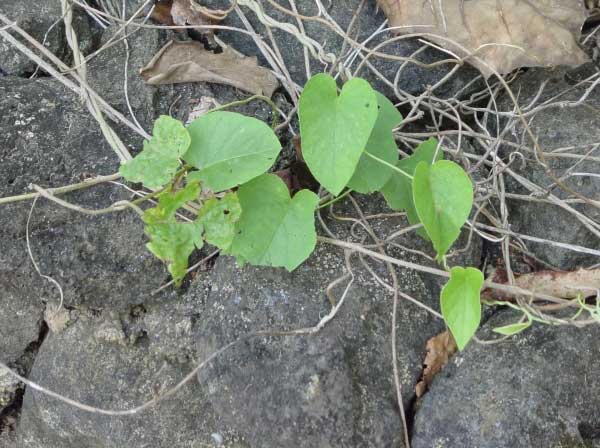 koali_awa.jpgborder=0