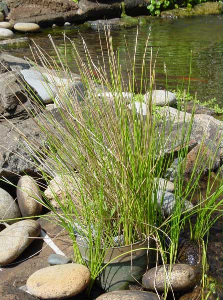 kohekohe.jpgborder=0