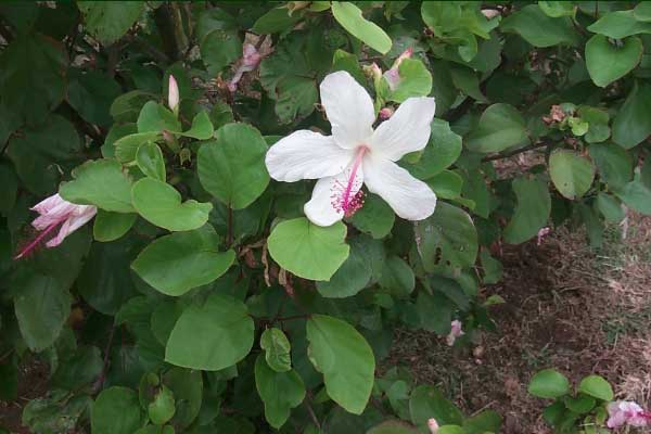 kokio_keokeo.jpgborder=0