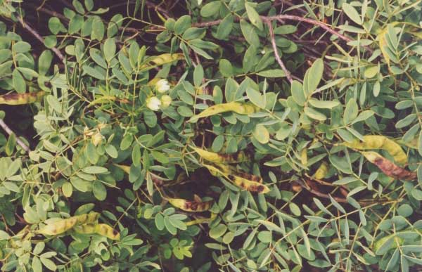 kolomona.jpgborder=0