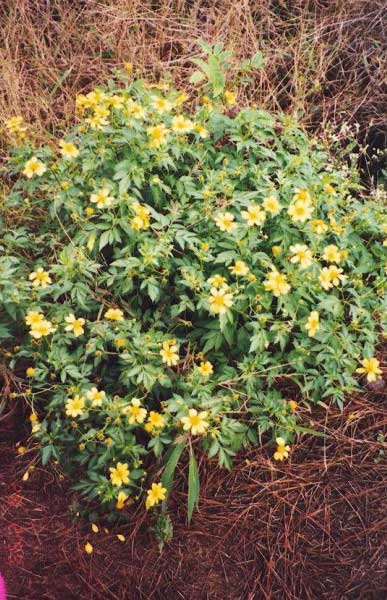 kookoolau.jpgborder=0