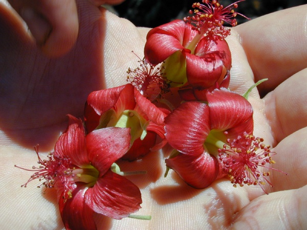 kooloaula.jpgborder=0