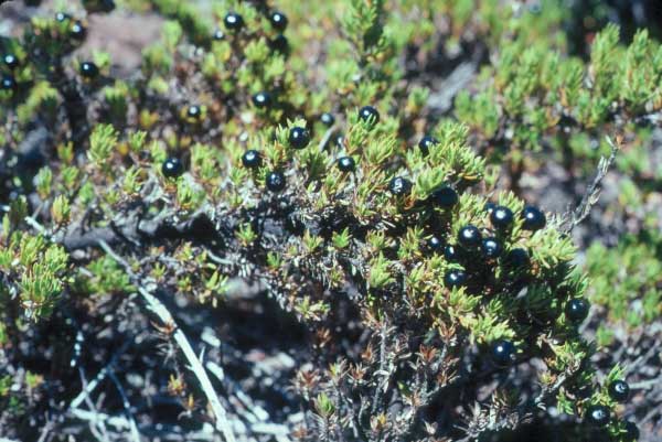 kukaenene.jpgborder=0