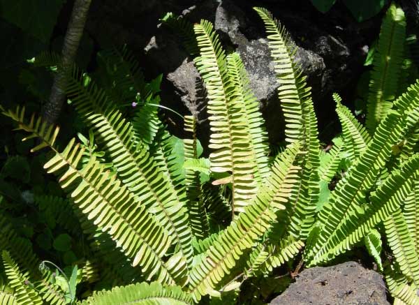 kupukupu.jpgborder=0