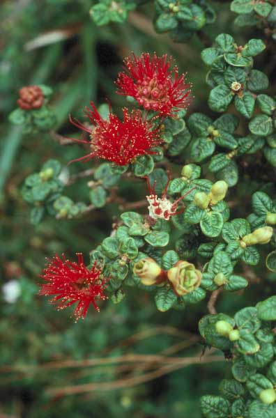 lehua_papa.jpgborder=0