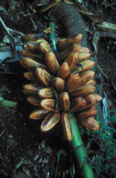 maia_polapola.jpgborder=0