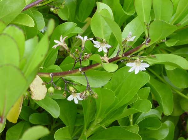 naupaka_kahakai.jpgborder=0