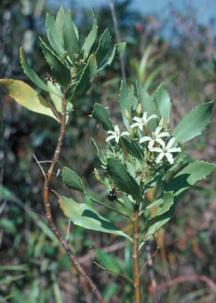 naupaka_kuahiwi.jpgborder=0