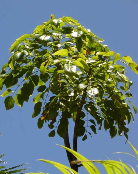 ohe_makai.jpgborder=0