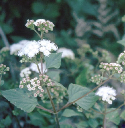 pamakani.jpgborder=0