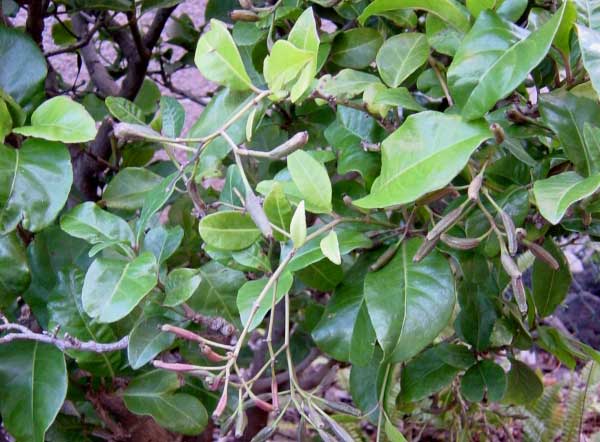 papala_kepau.jpgborder=0