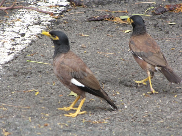 pihaekelo.jpgborder=0