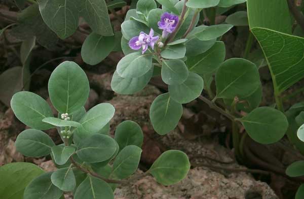 pohinahina.jpgborder=0