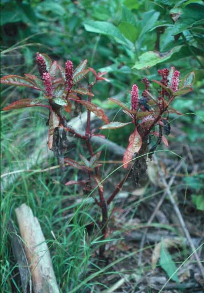 popolokumai.jpgborder=0