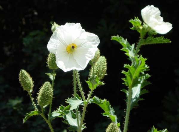 pua_kala.jpgborder=0