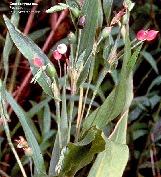 puoheohe.jpgborder=0