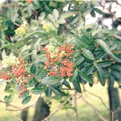 wilelaiki.jpgborder=0